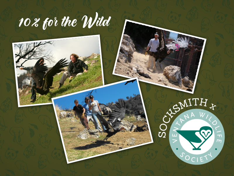 Ventana Wildlife Society – California Condor conservation nonprofit