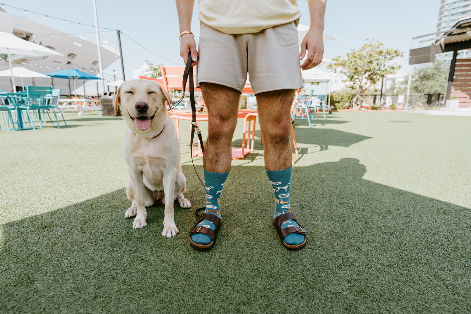 a man and a yellow lab dog standing on a turf patio, the man is wearing dog themed socks.