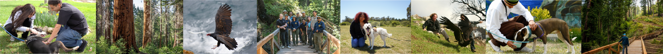 Series of images showing young people with dogs, redwood forests, and California condors