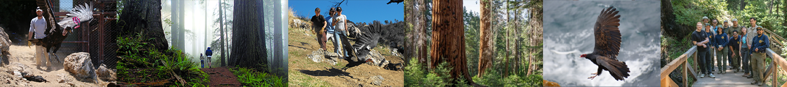 Collage of various outdoor scenes including a forest, mountain view, California condors, and people in a scenic area.